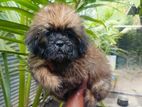 Shihtzu male pappy