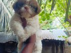 Shih Tzu Male Puppy