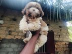 Shihtzu Male Pappy