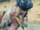 Shihtzu male pappy