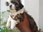 Shihtzu Male Puppy