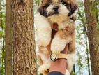 Shih Tzu Male Puppy
