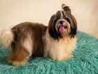 Shih Tzu Male Puppy