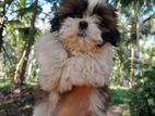 Shih Tzu Male Puppy