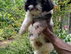 Shihtzu Male Puppy