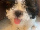 Shihtzu Male Puppy