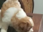 Shihtzu male pupy