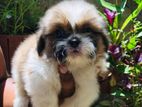 Shihtzu Puppies