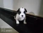 Shih Tzu Puppy