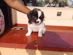 Shihtzu Puppies