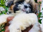 Shihtzu Puppies