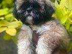 Shih Tzu Puppies