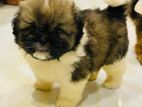 Shihtzu Pappy