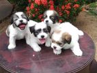 Shihtzu Puppy