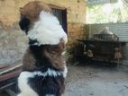 Shihtzu Puppy