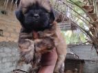 Shihtzu Pappy