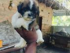 Shihtzu Puppy