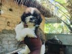 Shih Tzu Puppy