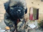 Shih Tzu Puppy