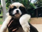 Shihtzu Pappies