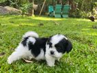 Shihtzu Puppy