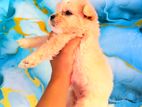 Shih Tzu Mix Puppies