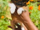Shih Tzu Puppy