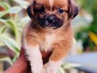 Shih Tzu Prapso