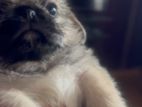 Shihtz Pug