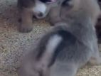 Pug Puppies