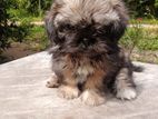 Shihtzu Puppy