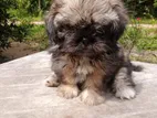 Shih Tzu Puppy