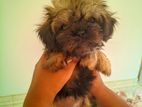 Shihtzu Puppy