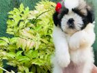 Shihtzu Puppies