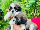 Shihtzu Puppies