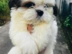 Shihtzu Puppies