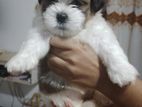 Shih Tzu Puppies