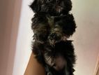 Shihtzu Puppies