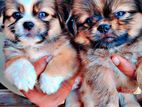 Shihtzu Puppies