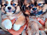 Shihtzu Puppies