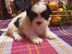 Shih Tzu Puppies