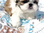 ShihTzu Puppies