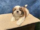 Shih Tzu Puppies