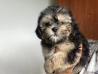 Shih Tzu Puppies