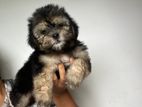 Shih Tzu Puppies