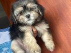 Shihtzu Puppies