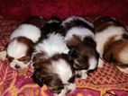 ShihTzu Puppies