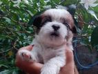 ShihTzu Puppies