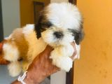 Shihtzu Puppies