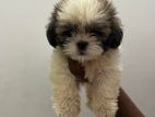 Shihtzu Puppies